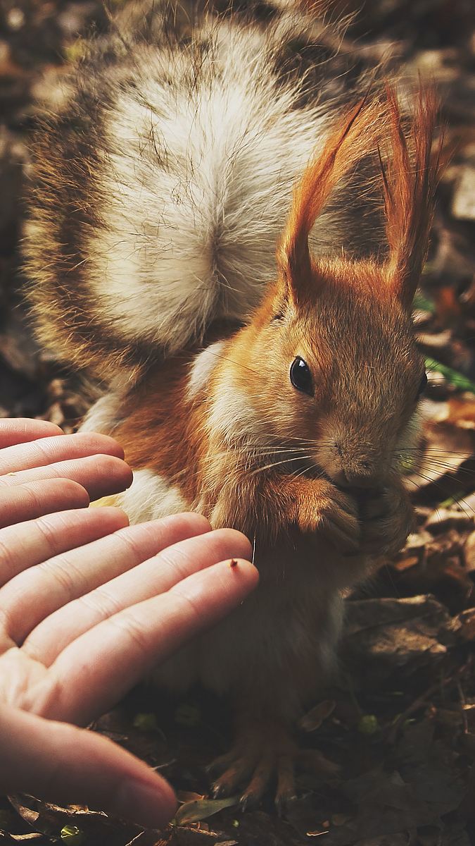 squirrel beside human hands